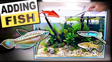 Adding Fish & Shrimp To Sparkling Gourami Aquarium | MD Fish Tanks