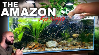 BUILDING THE AMAZON: Rio Negro...FINISHED & ADDING FISH!!