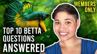 Expert Betta Fish Breeder Answers Your Toughest Questions