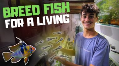 How I Breed Fish for a Living (and How You Can Too)