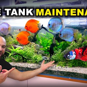 HUGE Discus AQUARIUM Maintenance & BETTA TANK | MD Fish Tanks