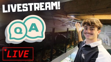 Let's Chat Fish: Q&A