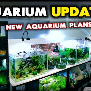 NEW AQUARIUM Updates, PLANTS, FISH & NEW PROJECT PLANS!! MD Fish Tanks