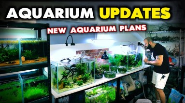 NEW AQUARIUM Updates, PLANTS, FISH & NEW PROJECT PLANS!! MD Fish Tanks