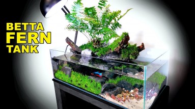 Aquascape Tutorial: BETTA TANK with Land Fern (How To: Step by Step Planted Tank Guide)
