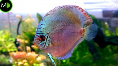 THE MIRACLE BABY FISH!! (against all odds) | MD Fish Tanks