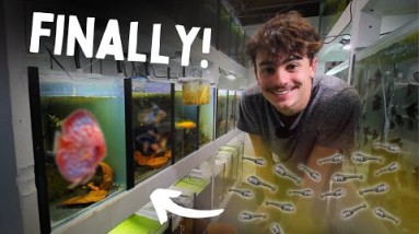 These FISH are FINALLY BREEDING!? (Fish Room Update)