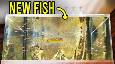 Adding 30 NEW Fish to My 800 Gallon Aquarium