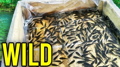 An Honest Conversation About Otocinclus Fish