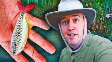 Come Along With Us, Day 1 Catching Wild Fish