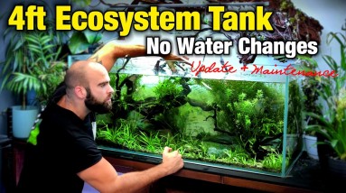 HUGE 4FT ECOSYSTEM UPDATE & MAINTENANCE (no water change in 5 months) | MD FISH TANKS