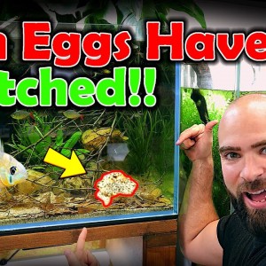FISH EGGS HAVE HATCHED!!! Bolivian Rams Fry / Wigglers | MD Fish Tanks
