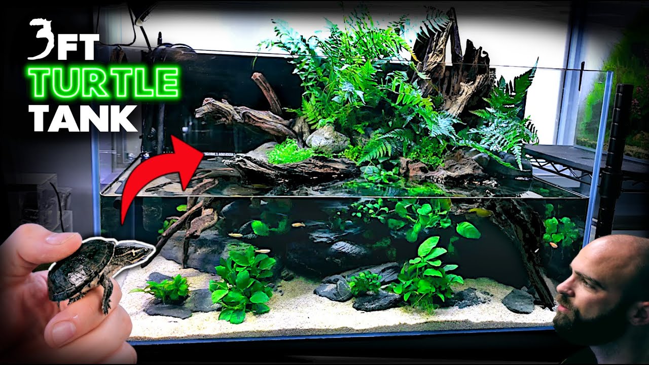 Aquascape Tutorial 3ft Turtle Aqua Terrarium Paludarium Aquarium