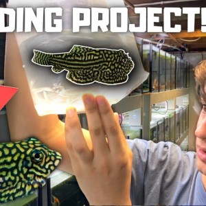 NEW PROJECT! Getting Hillstream Loaches to Breed For Profit! - Day in the Fish Room #32