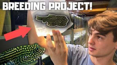 NEW PROJECT! Getting Hillstream Loaches to Breed For Profit! - Day in the Fish Room #32