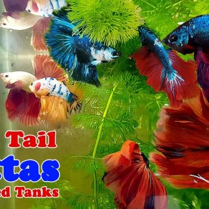 Here are some of my AWESOME ROSE TAIL BETTAS in Planted Tanks