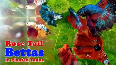 Here are some of my AWESOME ROSE TAIL BETTAS in Planted Tanks