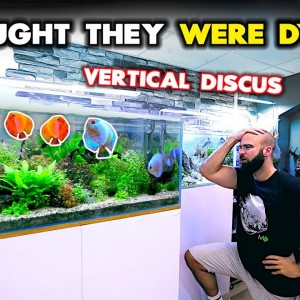 I THOUGHT ALL MY DISCUS FISH WERE GOING TO DIE!! DON'T DO THIS!! | MD Fish Tanks