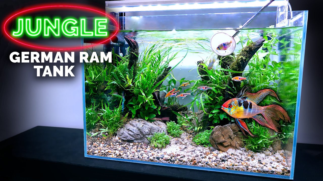 Aquascape Tutorial: GERMAN BLUE RAM Jungle Aquarium (How To Non Co2 ...