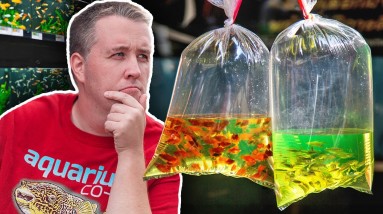 Pros and Cons of Getting LIVE Fish From These Sellers