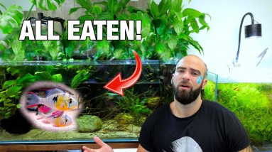 ZERO SURVIVED!! ALL MY BABY FISH WERE EATEN!! MD Fish Tanks