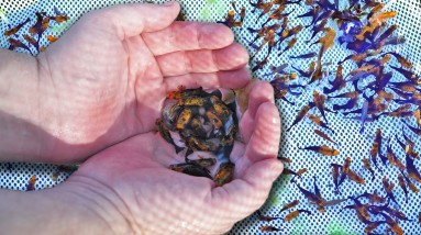 70 Year Old Florida Fish Farm - Now Sells Retail