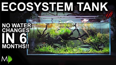 No Water Changes For 6 months!!! Ecosystem Aquarium: How It Happened & The Story So Far!