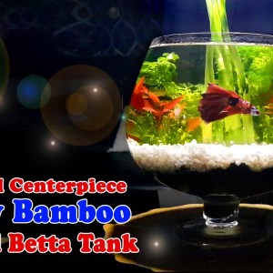 Beautiful Centerpiece Lucky Bamboo Planted Betta Tank | Bowl
