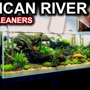 BUYING & ADDING FISH for AFRICAN RIVER TANK! (Excited, never kept these!!)