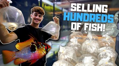 Selling HUNDREDS of Fish! What It's Like Running a Fish Breeding Business!