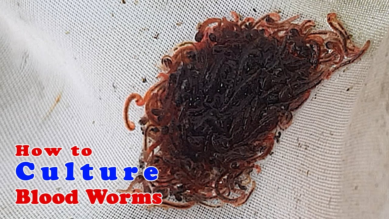 How To Culture Bloodworms Live Food For Fish