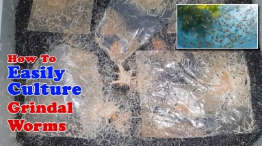 How To Easily Culture Grindal Worms | Unlimited Live Food for Fish