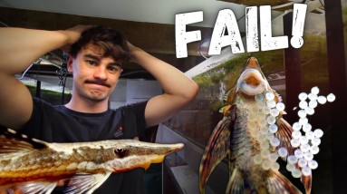 HUGE MISTAKE! Failed Breeding with the Royal Whiptails!