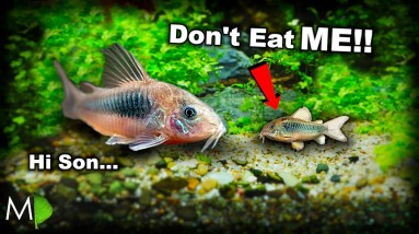 MY FISH MADE A BABY FISH!!! (surprise tiny cory) MD Fish Tanks 4 MY FISH MADE A BABY FISH!!! (surprise tiny cory) MD Fish Tanks