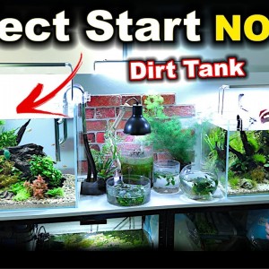 New Method WORKS!! NO CO2 Low Tech Planted Aquascape | MD Fish Tanks