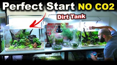 New Method WORKS!! NO CO2 Low Tech Planted Aquascape | MD Fish Tanks