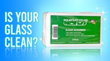 Removing Algae on Your Glass or Acrylic Aquarium #Shorts