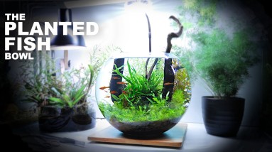 The Planted Fish Bowl: 3 Gallon Aquascape Tutorial w/ Chili Rasbora