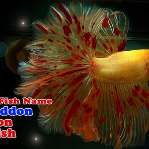 6M Betta Fish Name: Armageddon Halfmoon Betta Fish