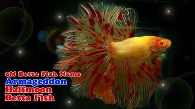 6M Betta Fish Name: Armageddon Halfmoon Betta Fish