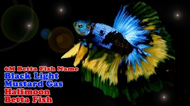 6M Betta Fish Name: Black Light Mustard Gas Halfmoon Betta Fish