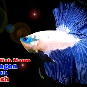 6M Betta Fish Name: Blue Dragon Scale Halfmoon Betta Fish