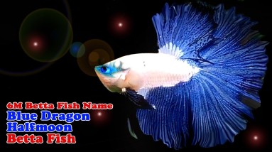 6M Betta Fish Name: Blue Dragon Scale Halfmoon Betta Fish