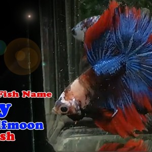 6M Betta Fish Name: Fancy Over Halfmoon Betta Fish