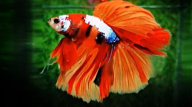 6M Betta Fish Name: Galaxy Koi Halfmoon Betta Fish