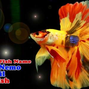 6M Betta Fish Name: Galaxy Nemo Rose Tail Betta Fish (Yellow)
