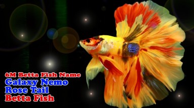 6M Betta Fish Name: Galaxy Nemo Rose Tail Betta Fish (Yellow)