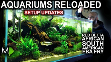 AQUARIUMS & NEW SETUP Updates w/ baby fish + algae attack! (Fish Room Update)