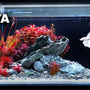 Dumbo Betta Tank: AMAZING Red Plant Aquascape Tutorial