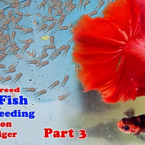 How To Breed Betta Fish | Crossbreeding Red Dragon x Galaxy Tiger (Part 3)